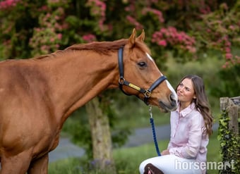 "Rhino" Chestnut Gelding Ex Racehorse