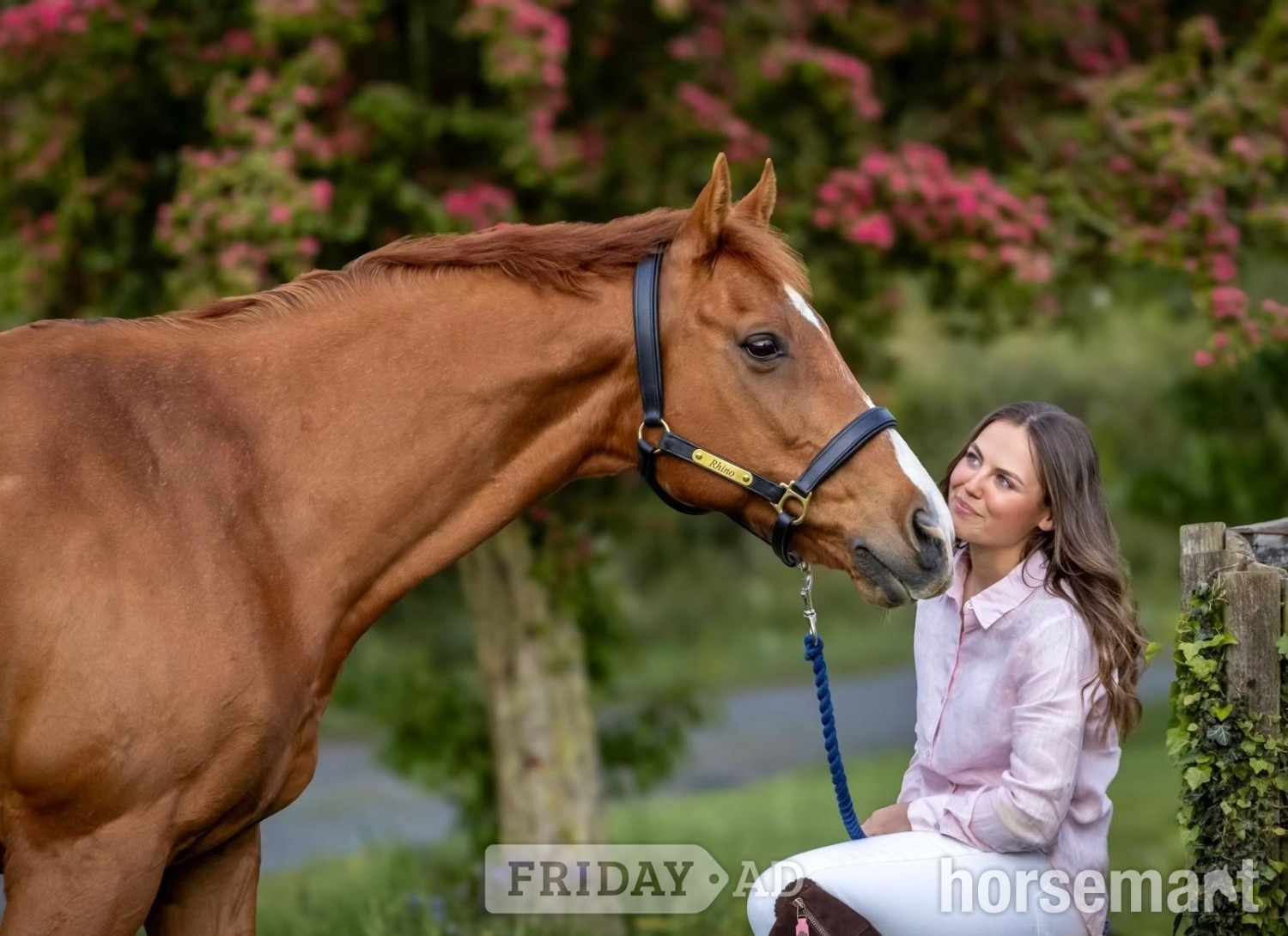 "Rhino" Chestnut Gelding Ex Racehorse in Stow-on-the-Wold