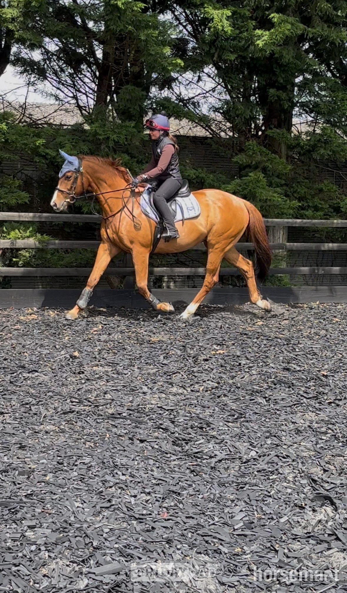 "Rhino" Chestnut Gelding Ex Racehorse