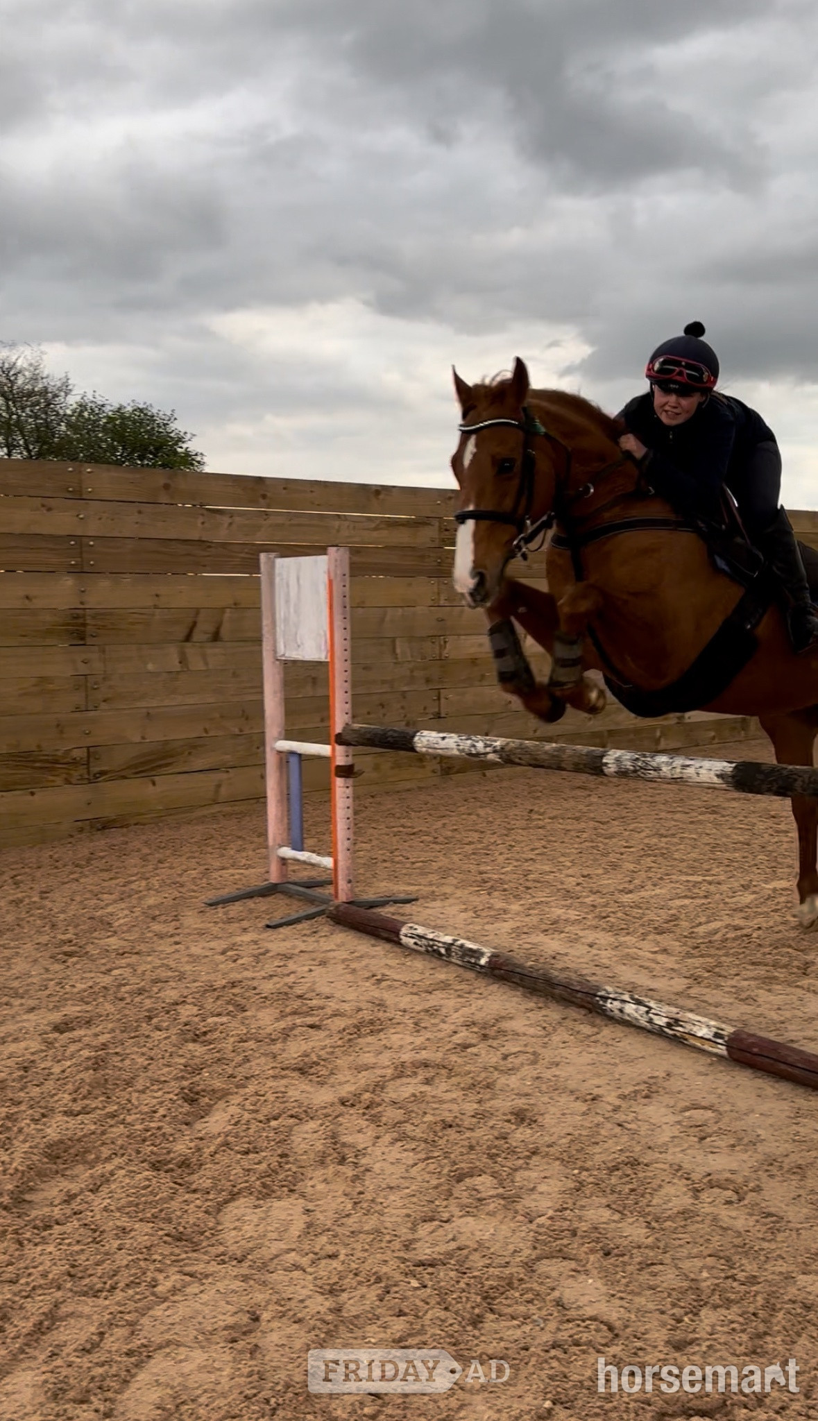 Stow-on-the-Wold "Rhino" Chestnut Gelding Ex Racehorse
