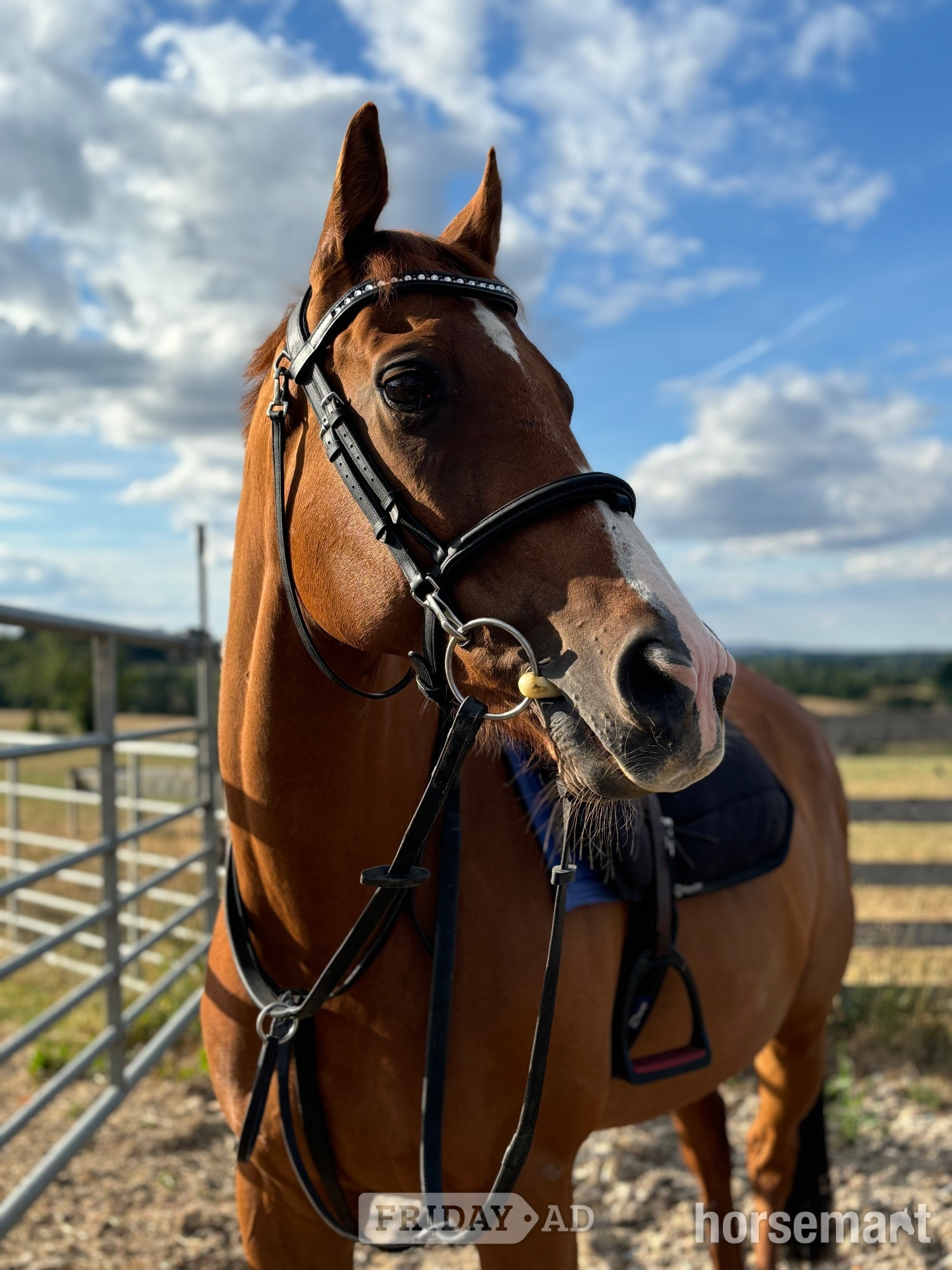 "Rhino" Chestnut Gelding Ex Racehorse - Horses in Stow-on-the-Wold