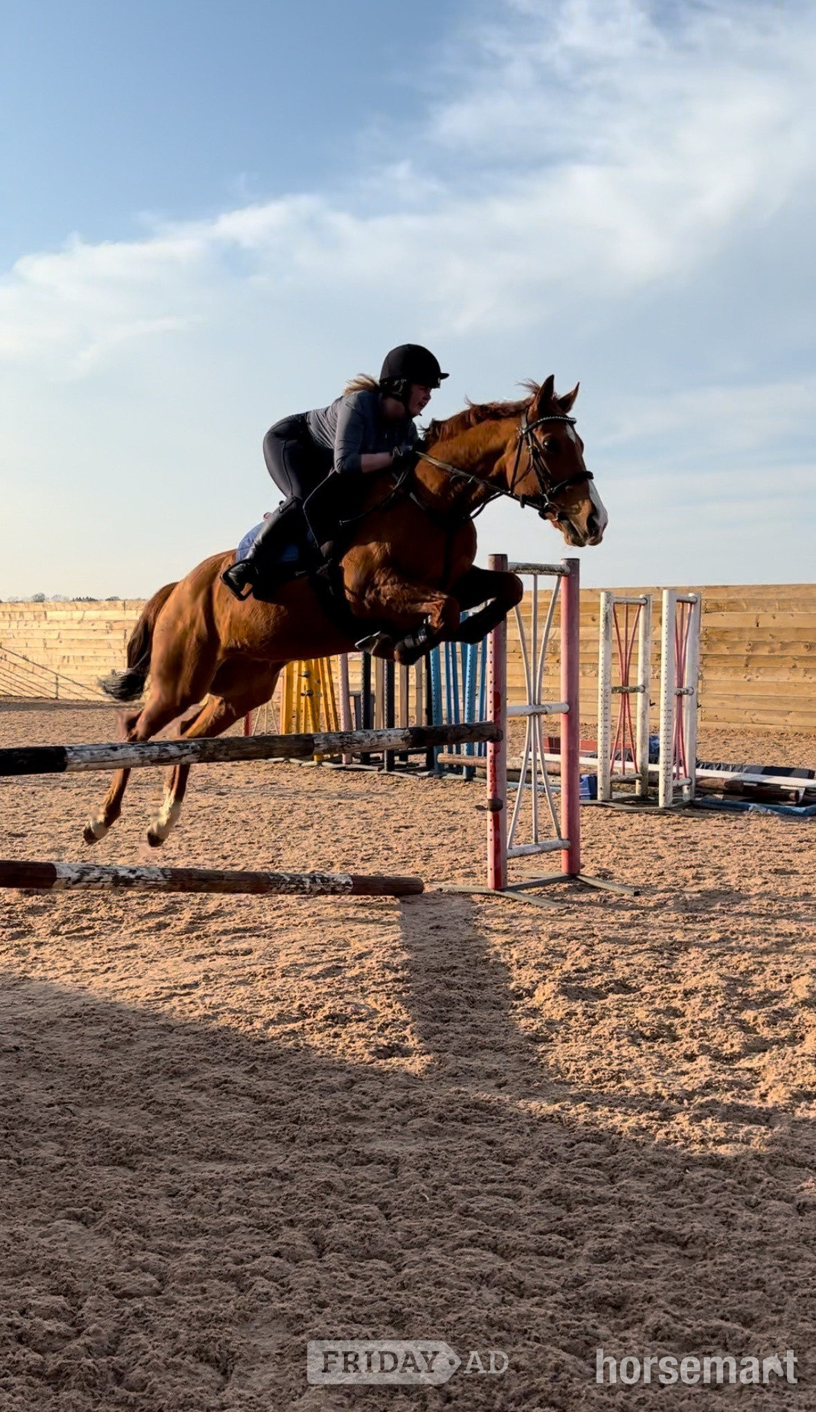 "Rhino" Chestnut Gelding Ex Racehorse - Horses