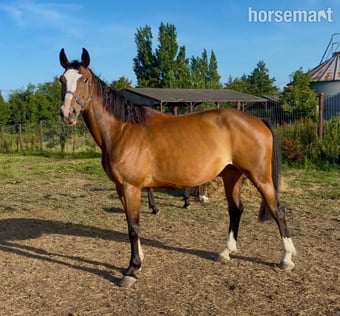 "Cora (Quinex)" Bay Mare Project Horse