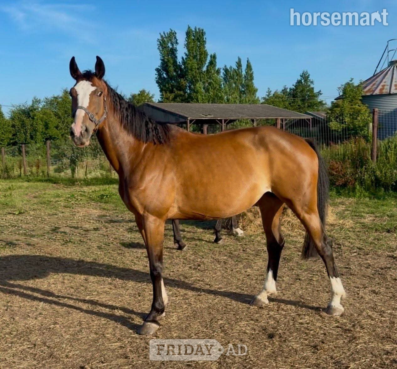 "Cora (Quinex)" Bay Mare Project Horse in Sandwich