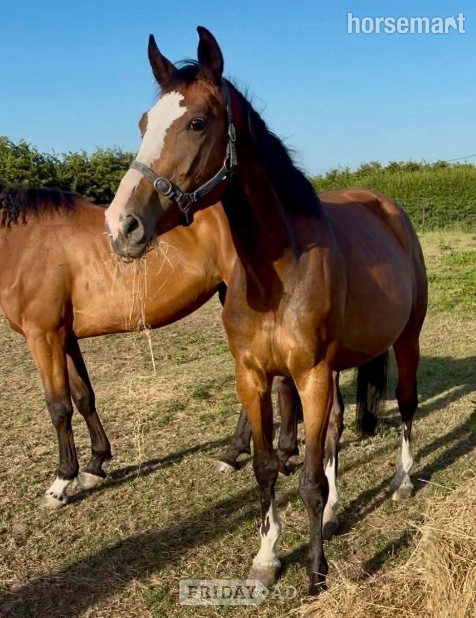 "Cora (Quinex)" Bay Mare Project Horse