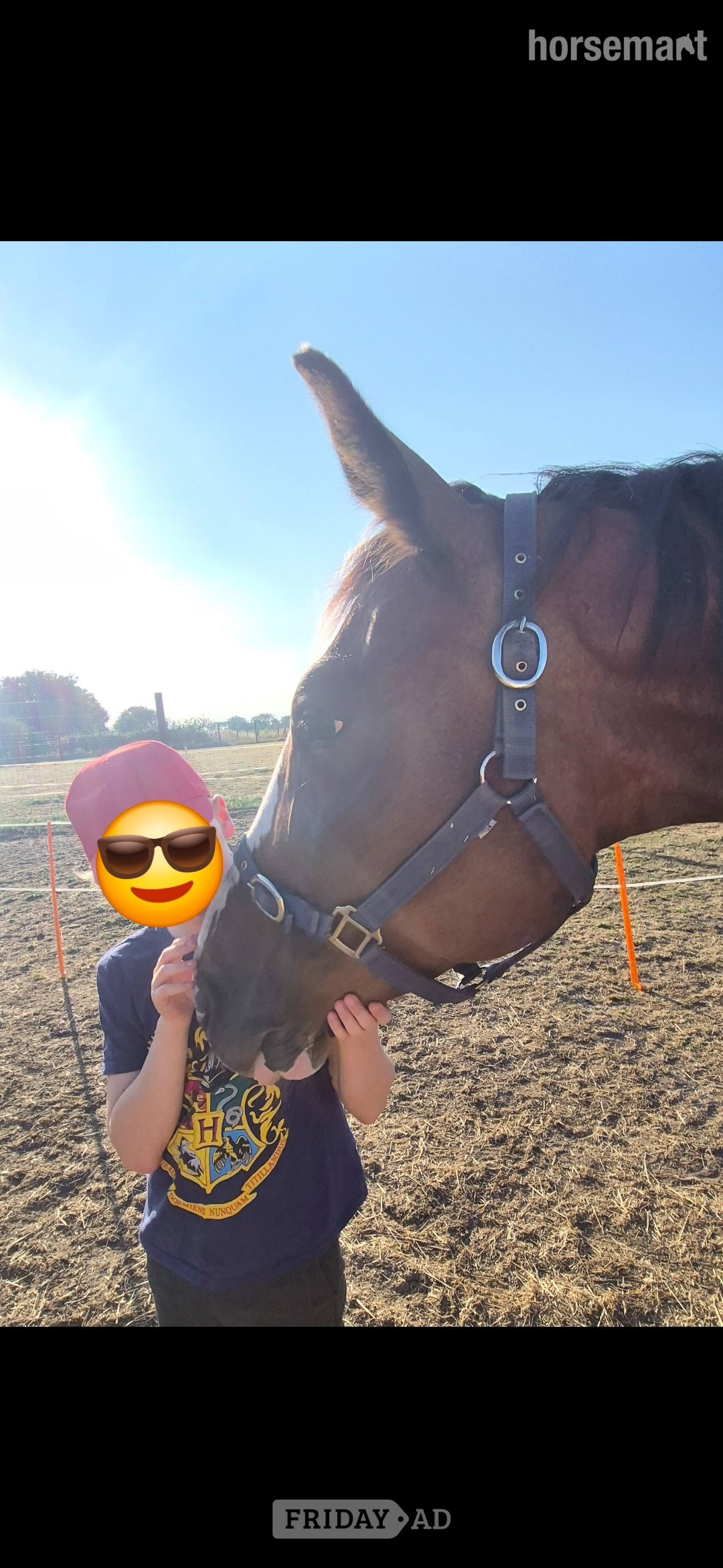 Sandwich "Cora (Quinex)" Bay Mare Project Horse