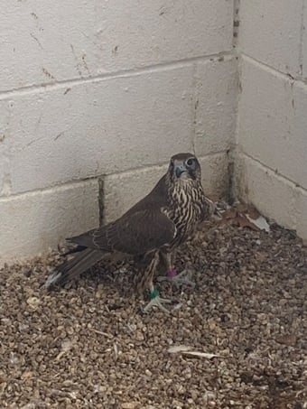 2026 Male Dark/Black Parent Reared Sakers   