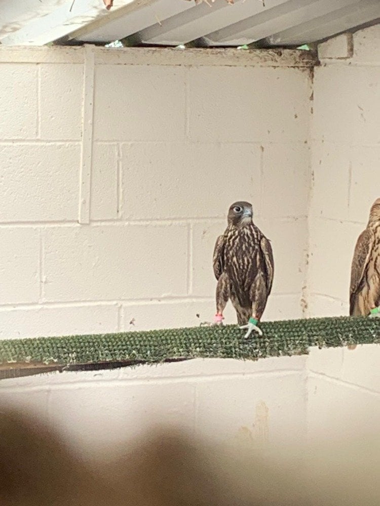 Tamworth 2026 Male Dark/Black Parent Reared Sakers   