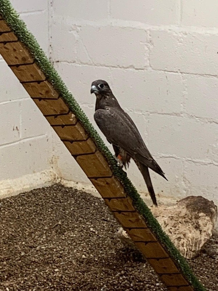 2026 Male Dark/Black Parent Reared Sakers    - Birds in Tamworth