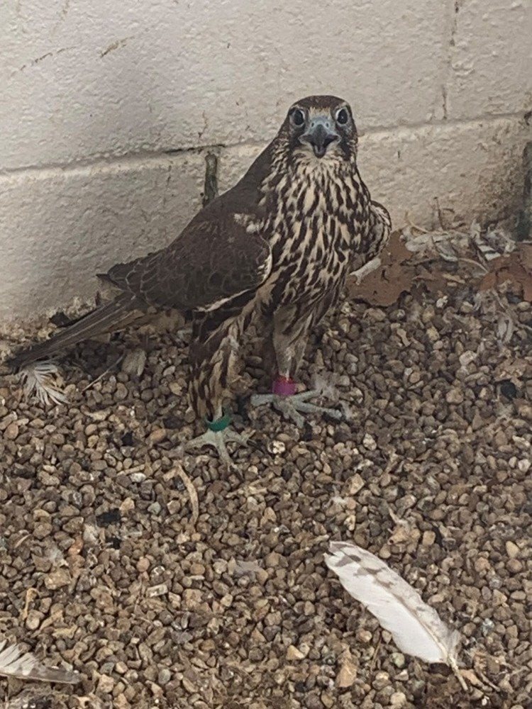 2026 Male Dark/Black Parent Reared Sakers    - Birds