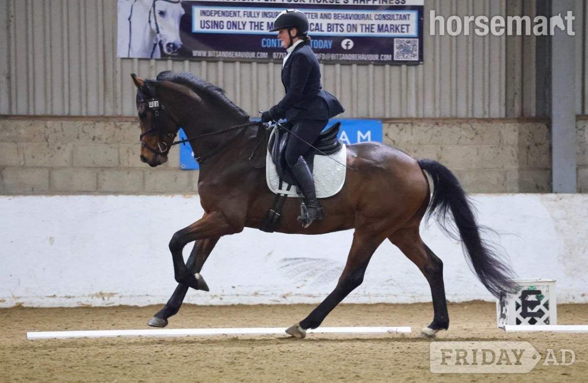 "Rafiki " Bay Gelding Dressage Horse in Great Yarmouth