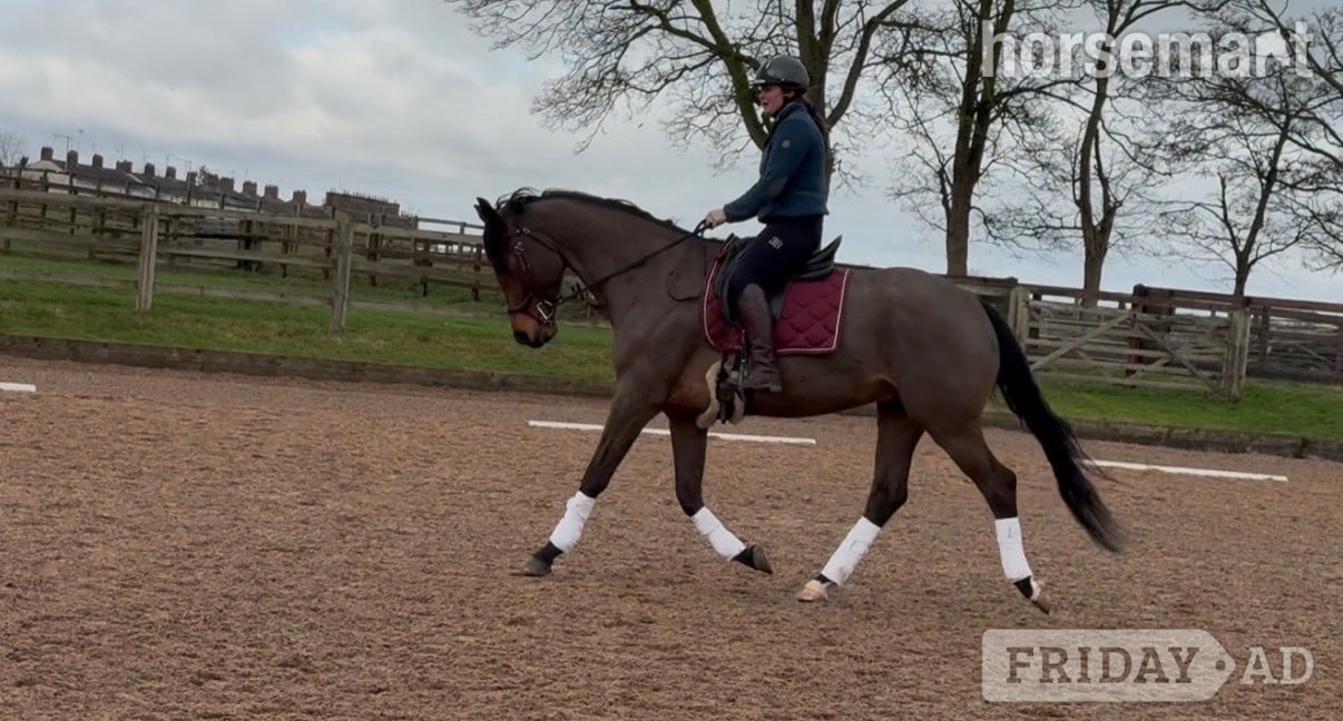 "Rafiki " Bay Gelding Dressage Horse