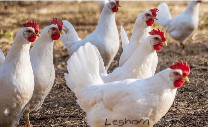 Point of Lays for Sale - Mixture of Breeds - Lancashire - Poultry in Pilling