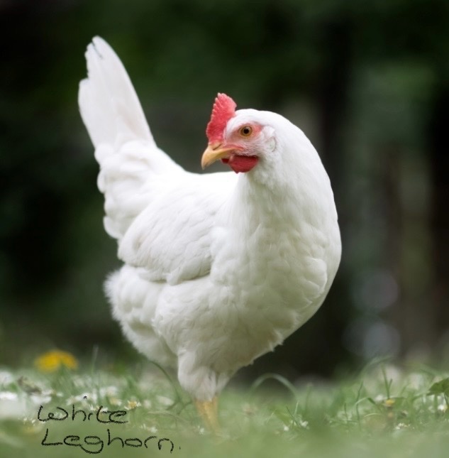 Point of Lays for Sale - Mixture of Breeds - Lancashire - Poultry