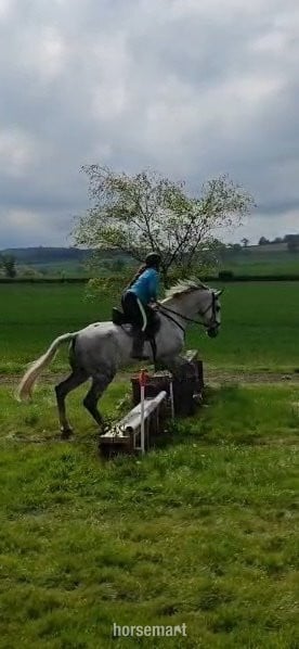 "Humphrey " Dapple Grey Gelding All Rounder