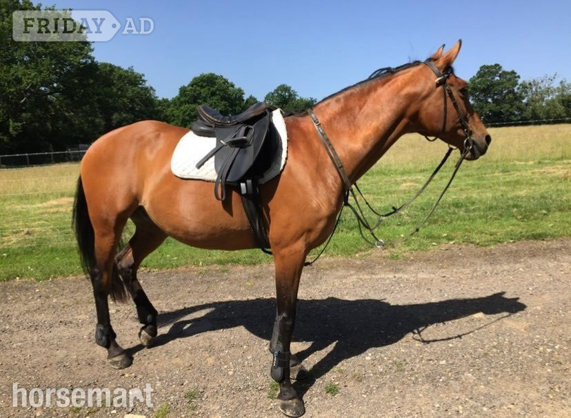 Sharer required for beautiful hacking on the Ashdown Forest  in Hartfield