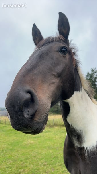 Horse for part loan 