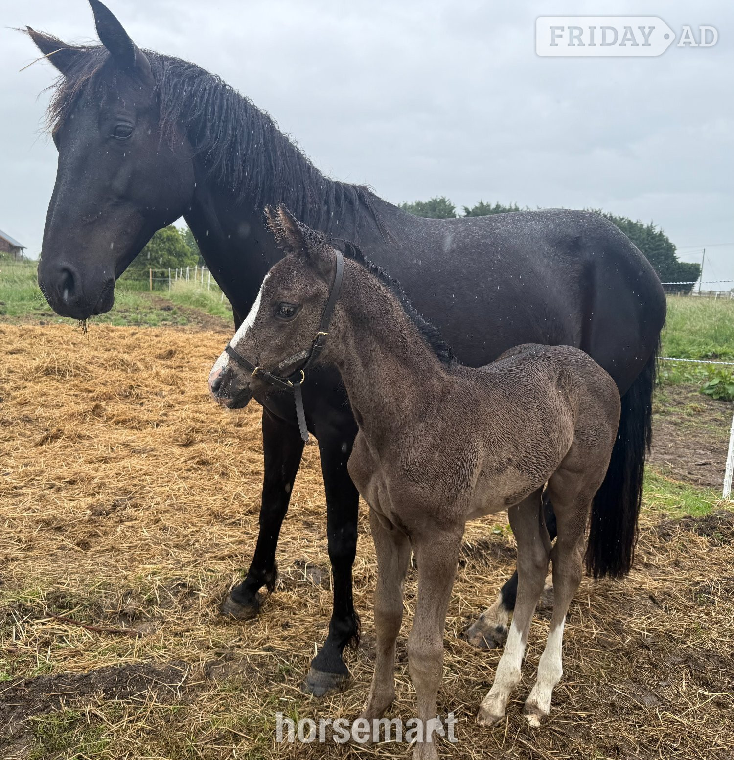 Gedney Hill "Diamante Silva" Black Filly Broodmare