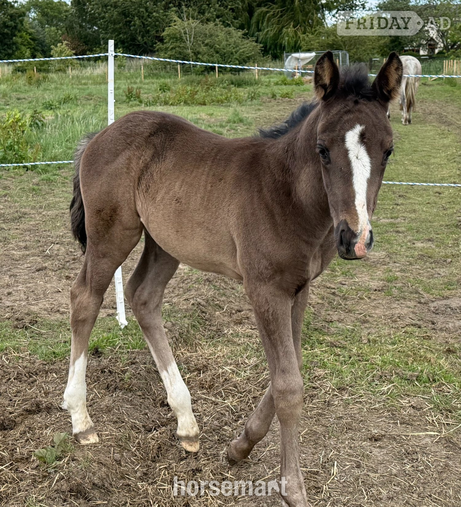 "Diamante Silva" Black Filly Broodmare in Gedney Hill