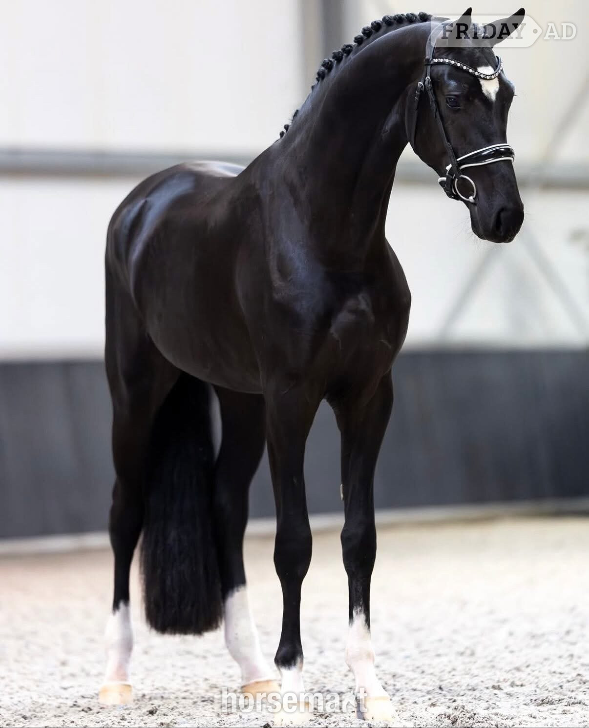 "Diamante Silva" Black Filly Broodmare