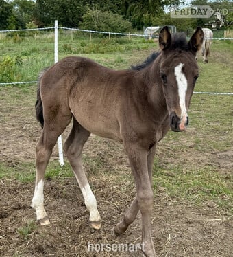 "Diamante Silva" Black Filly Broodmare
