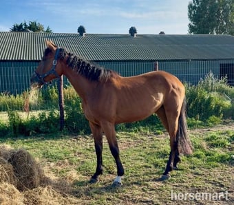 "Luna (Exquirin) " Bay Mare Youngstock / Foal