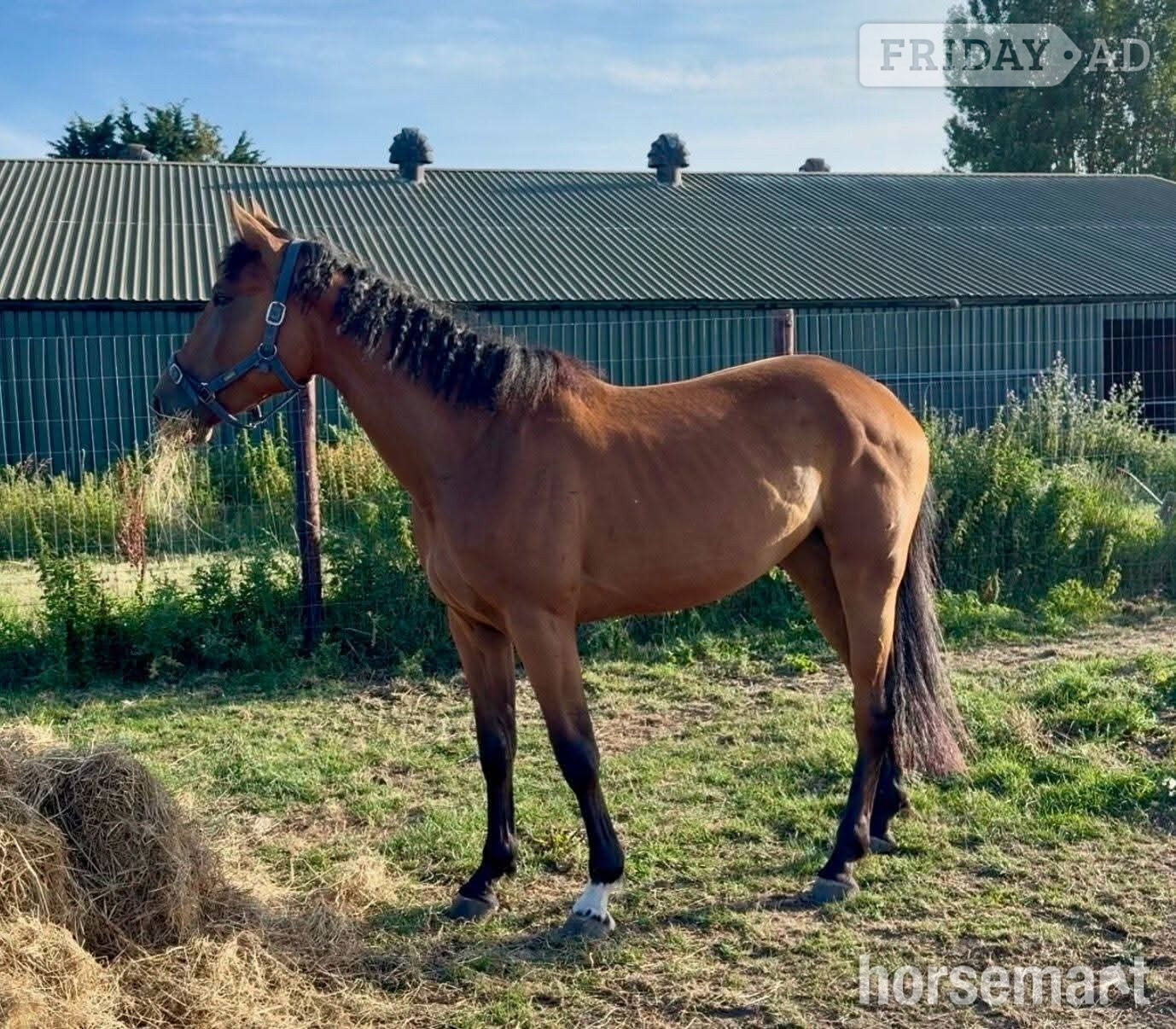 "Luna (Exquirin) " Bay Mare Youngstock / Foal in Sandwich