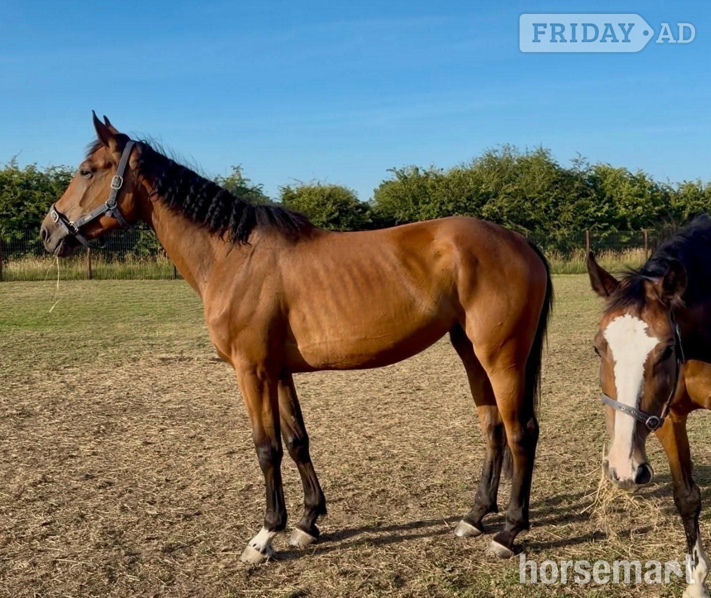 "Luna (Exquirin) " Bay Mare Youngstock / Foal