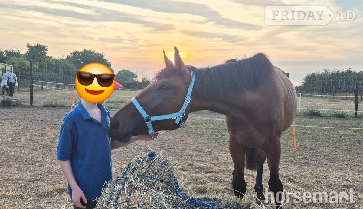 Sandwich "Luna (Exquirin) " Bay Mare Youngstock / Foal