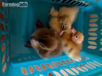 Indian runner ducklings mixed colours unsexed