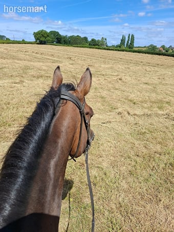 "Tammy" Bay Mare All Rounder