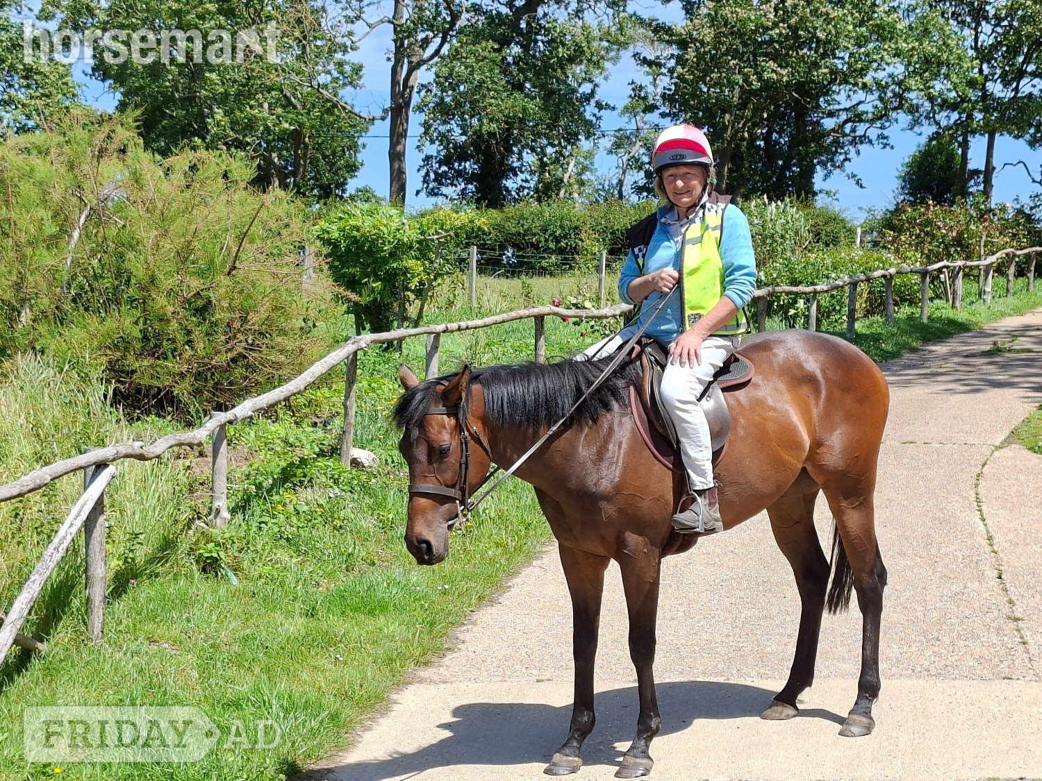 "Tammy" Bay Mare All Rounder in Battle
