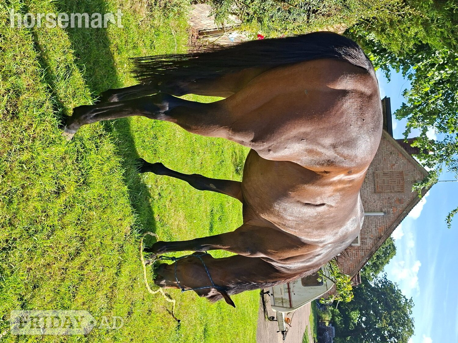 "Tammy" Bay Mare All Rounder