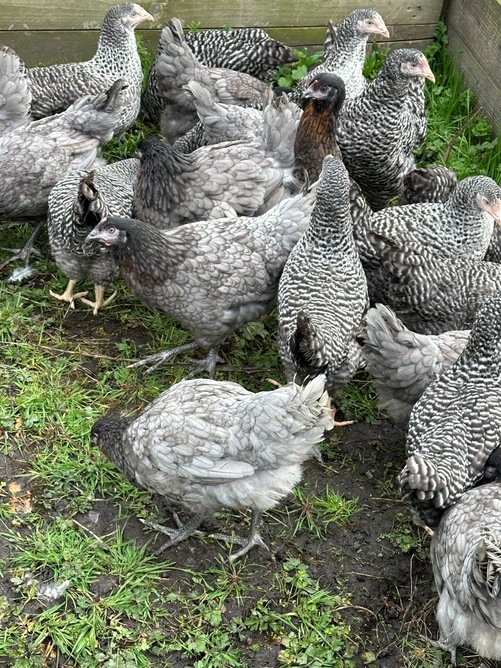Barred Marans - Point of Lay Hens - Poultry in Pilling