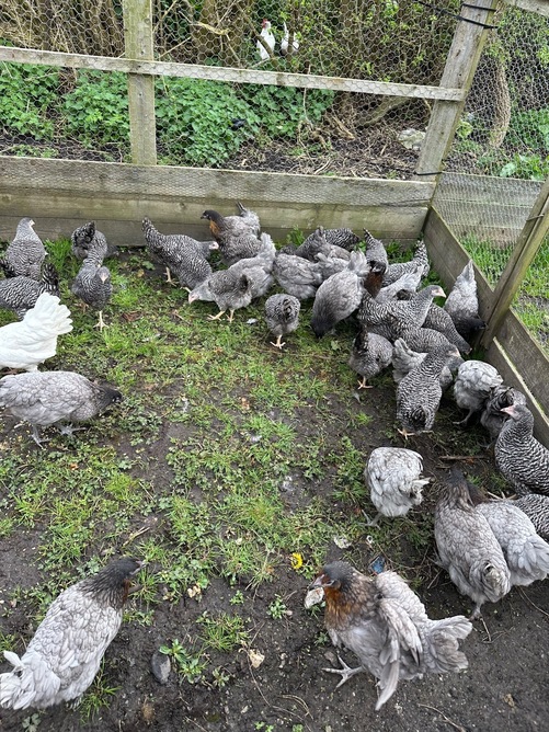 Barred Marans - Point of Lay Hens - Poultry
