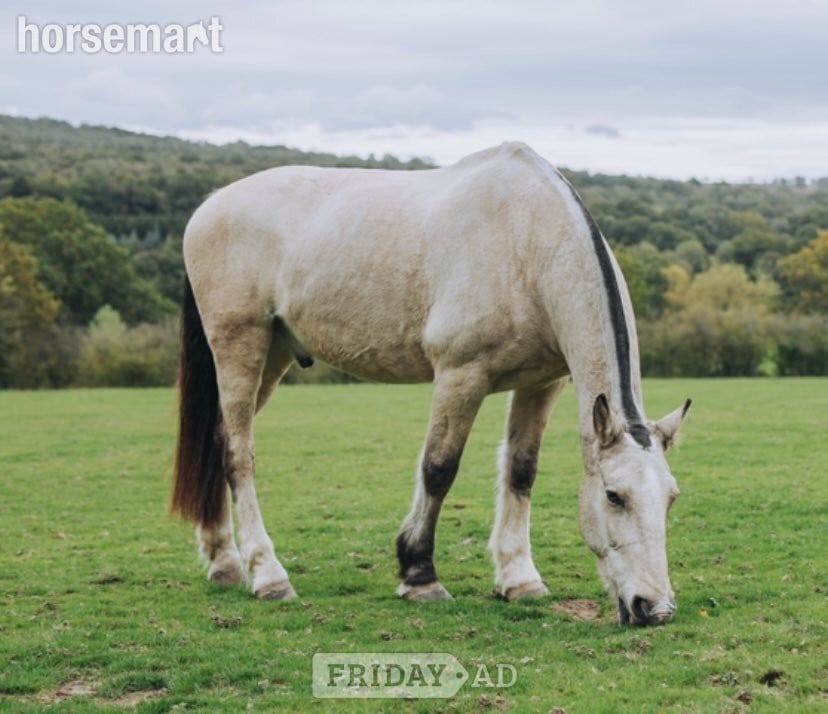 Sharer required for beautiful hacking on the Ashdown Forest  in Hartfield