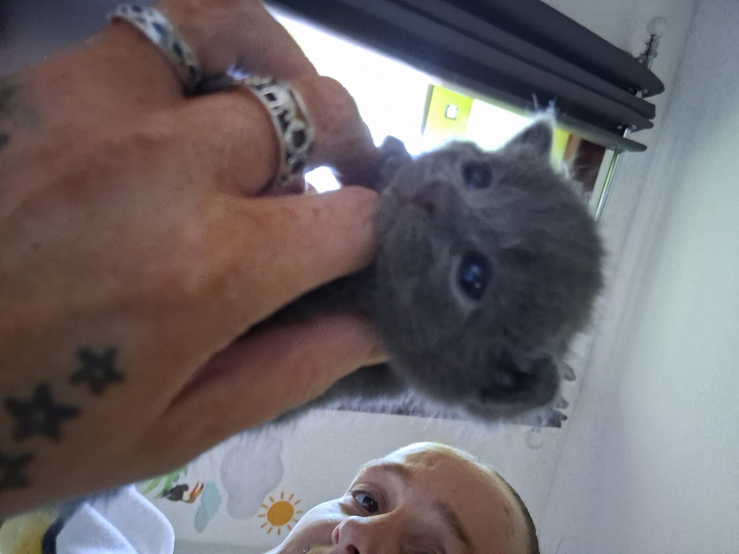 Russian blue babies 