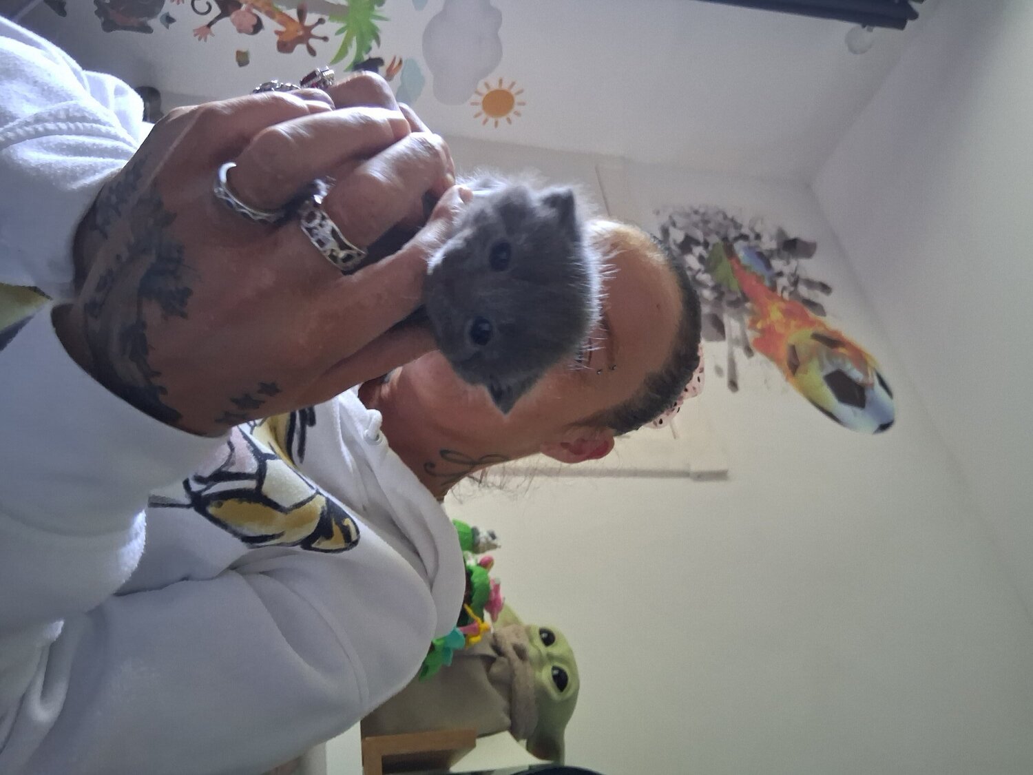Russian blue babies  -  in Dumbarton