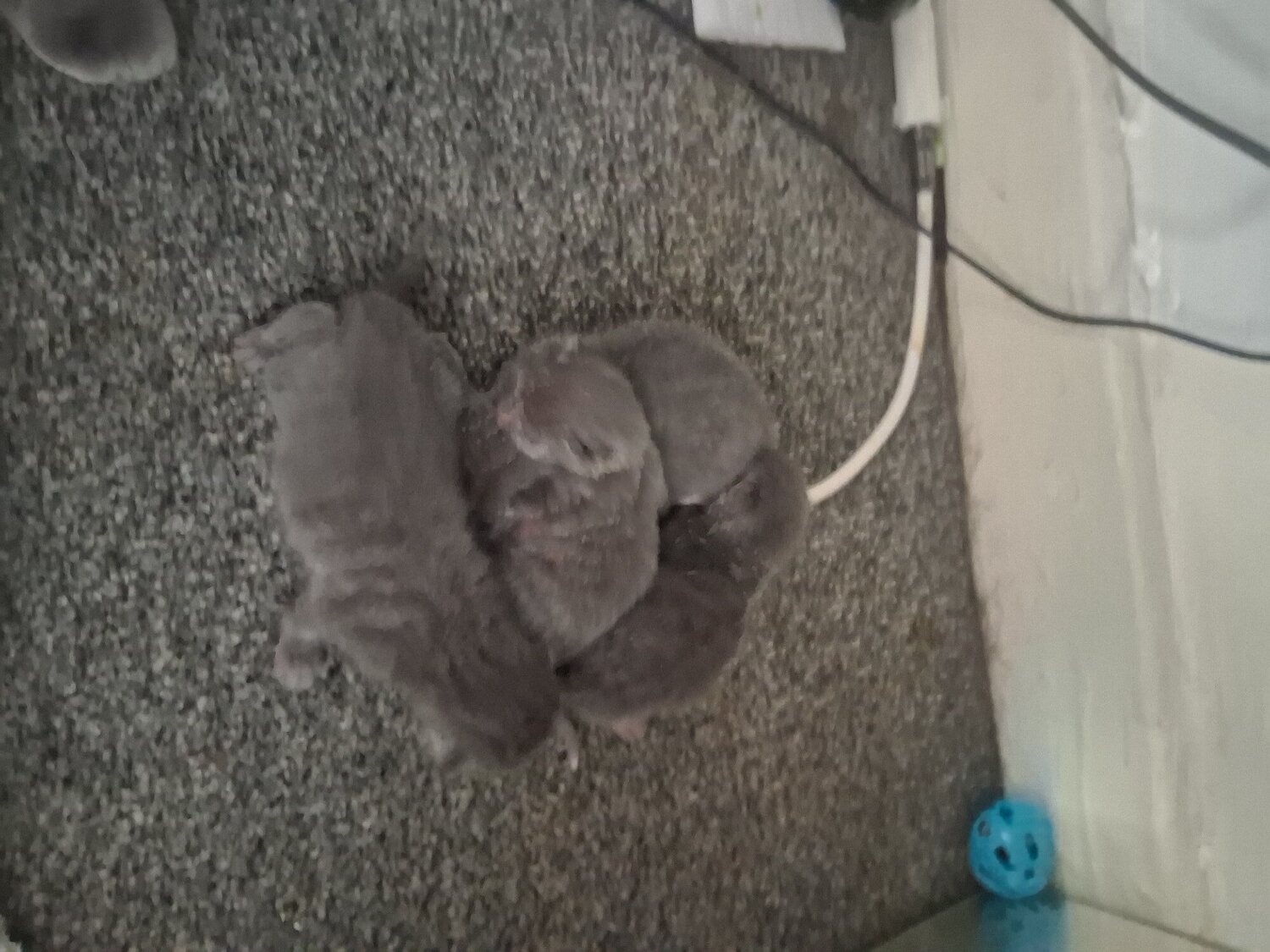 Russian blue babies  - 