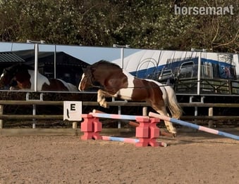 "Whiskey " Skewbald Gelding All Rounder