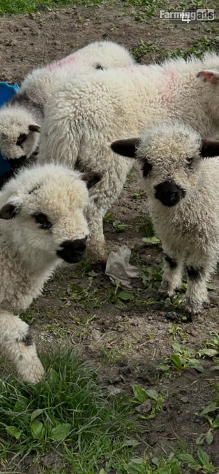 Valais black noses/crosses