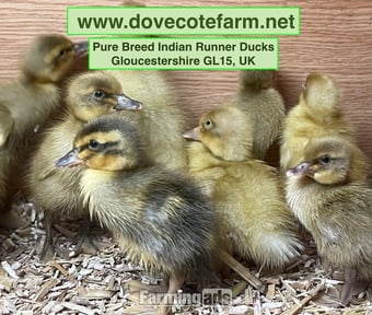 PURE BREED APRICOT INDIAN RUNNER DUCKLINGS, DUCKS AND DRAKES 