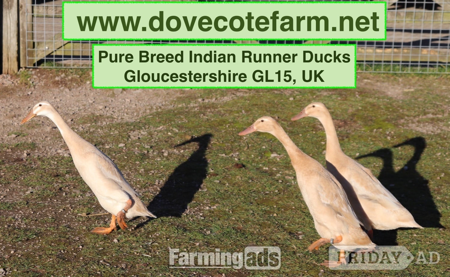 PURE BREED APRICOT INDIAN RUNNER DUCKLINGS, DUCKS AND DRAKES 