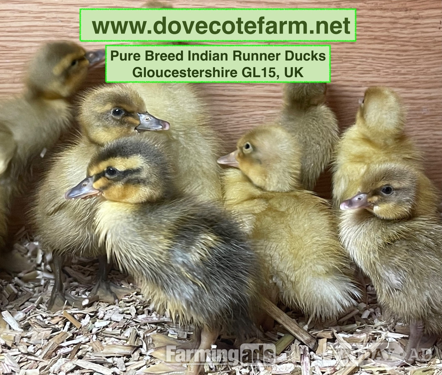 PURE BREED APRICOT INDIAN RUNNER DUCKLINGS, DUCKS AND DRAKES  in Lydney