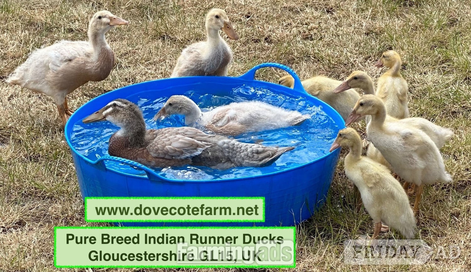 Lydney PURE BREED APRICOT INDIAN RUNNER DUCKLINGS, DUCKS AND DRAKES 