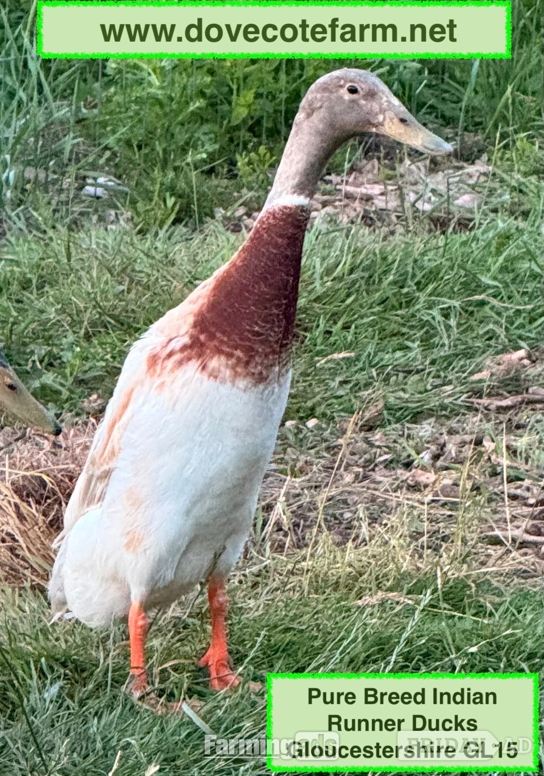 PURE BREED APRICOT INDIAN RUNNER DUCKLINGS, DUCKS AND DRAKES  - Poultry