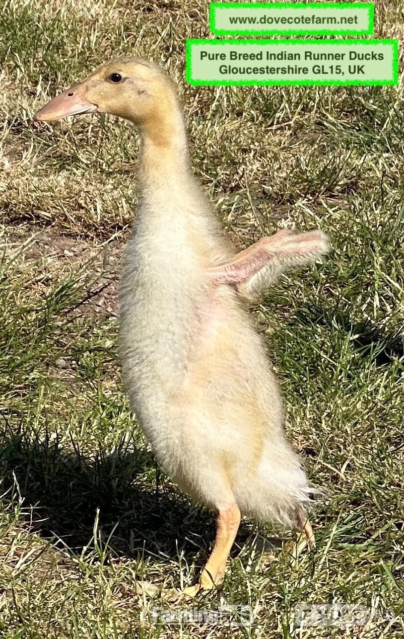 PURE BREED APRICOT INDIAN RUNNER DUCKLINGS, DUCKS AND DRAKES  - Poultry in Lydney