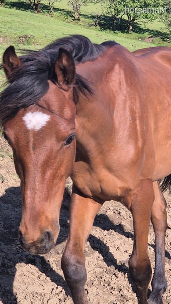 "Rodney" Bay Colt Youngstock / Foal