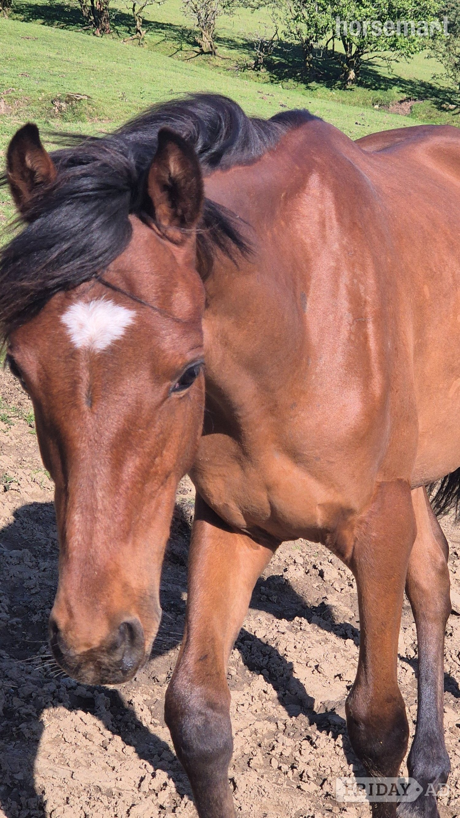 "Rodney" Bay Colt Youngstock / Foal in Deri