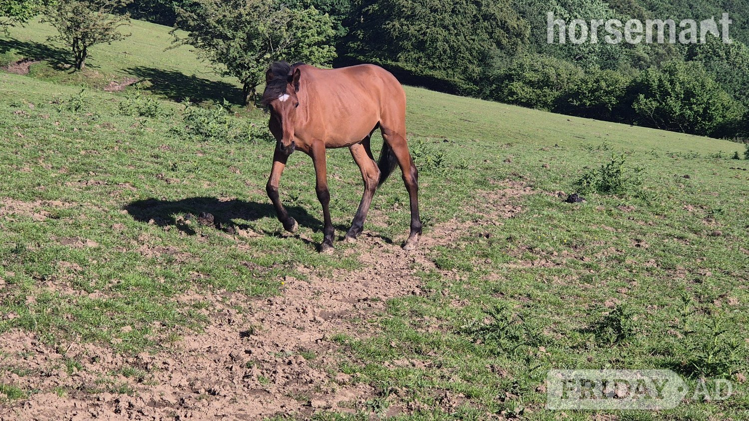 Deri "Rodney" Bay Colt Youngstock / Foal